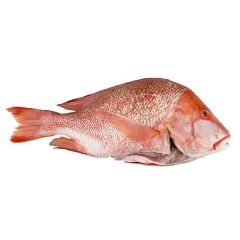 Fresh Red Snapper 1Kg