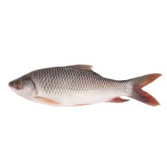 Fresh Rohu Fish 1Kg