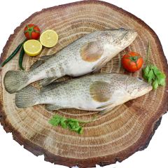 Hammour Fish Medium 1kg