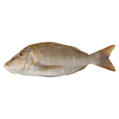 Fresh Sheri Fish Large 1kg