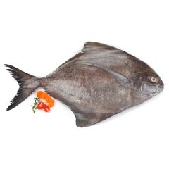 Fresh Black Pomfret 1Kg